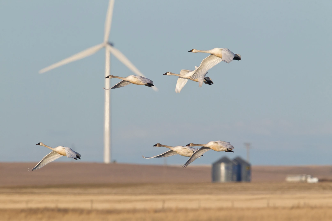 wind energy Harm to birds